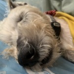 ハッピー寝る足バタバタ