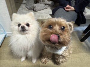 けんちゃんももちゃん
