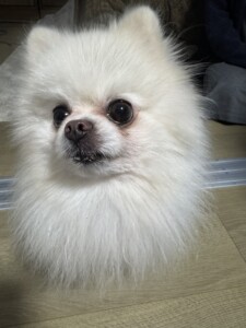 ももちゃん