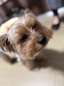 けんちゃん