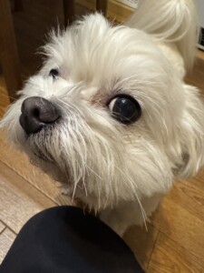 ダイキチちゃん