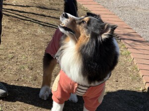 シェルちゃん