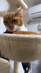 ちゃとちゃん