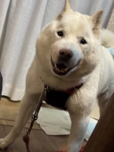 ホクちゃん