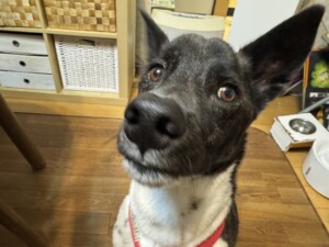 ハクちゃん