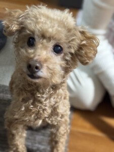 ベックちゃん