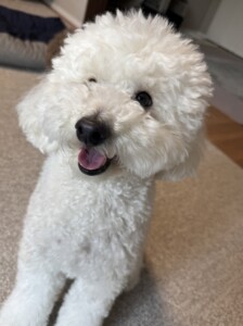 もふちゃん