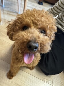 モモちゃん