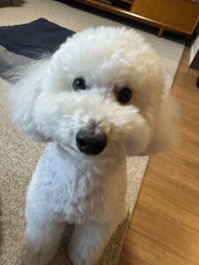 もふちゃん