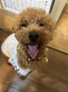 モモちゃん