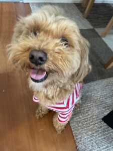 むぎちゃん