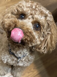 クリリンちゃん
