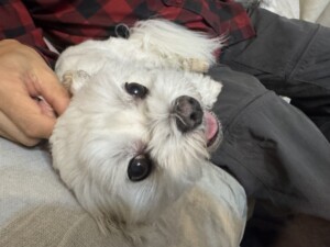 ダイキチちゃん