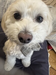 くるみちゃん