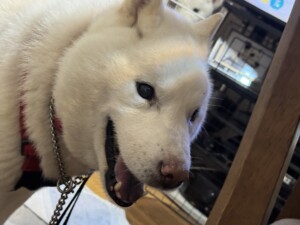 ホクちゃん