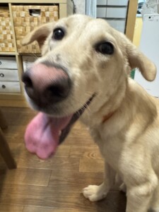 ルンルンちゃん