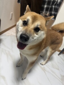 しいたけちゃん