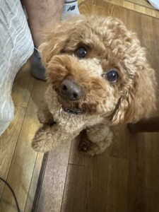 クリリンちゃん