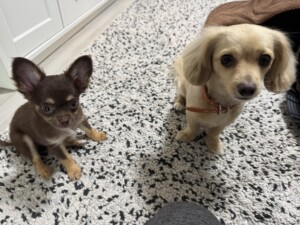 ピップちゃんジェイちゃん