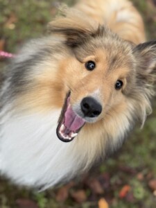 ラッシーちゃん