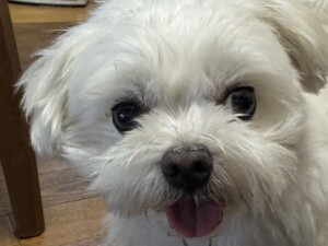 ダイキチちゃん