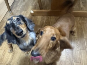 ちせちゃん&りきちゃん