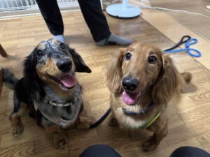 ちせちゃん、りきちゃん