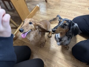 ちせちゃん、りきちゃん