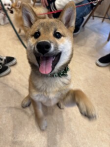 ゆいまるちゃん