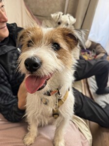 ダーシェちゃん