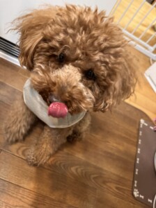 クリリンちゃん