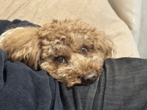 クリリンちゃん