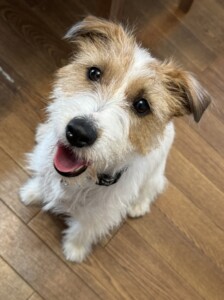 ダーシェちゃん