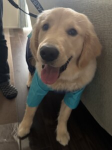 ロコモコちゃん