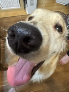 こちろうちゃん