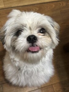 ちまきちゃん