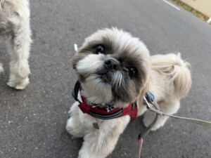 くりちゃん