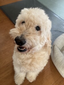 マフィンちゃん