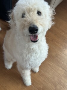 ワッフルちゃん