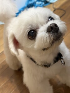 ダイキチちゃん