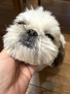 マリモちゃん