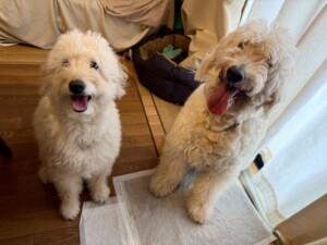 マフィンちゃんワッフルちゃん、