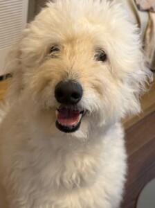ワッフルちゃん