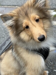 クウちゃん