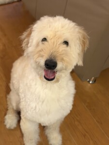 ワッフルちゃん