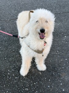 ワッフルちゃん