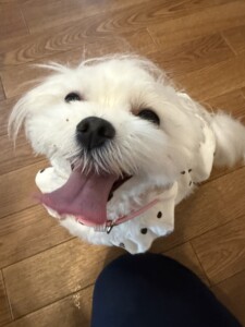 こるるちゃん