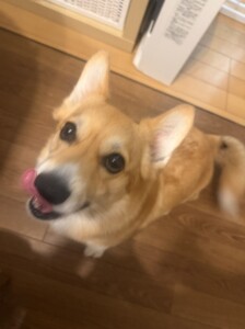 ルルちゃん