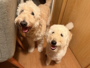 マフィンちゃんワッフルちゃん