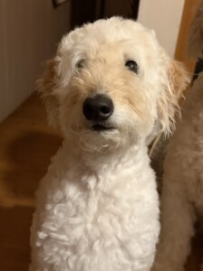 マフィンちゃん